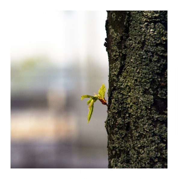 Baum1
