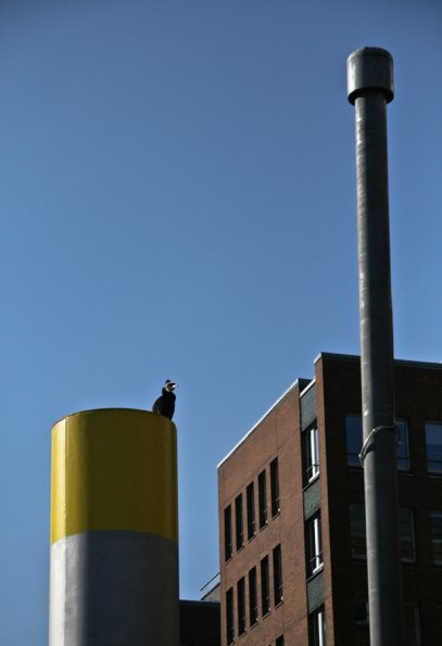 Hafenvogel