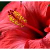 Blume2