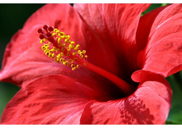 Blume2