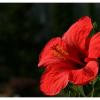 Blume