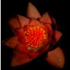 Flora2
