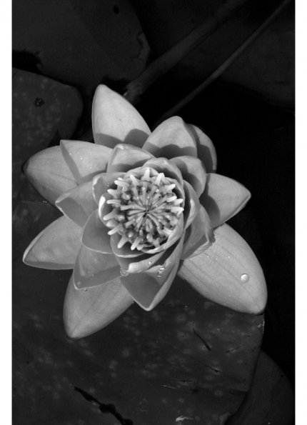 Flora3