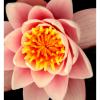 Flora4