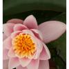 Flora5