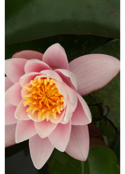Flora5