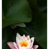 Flora6