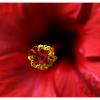 Flora7