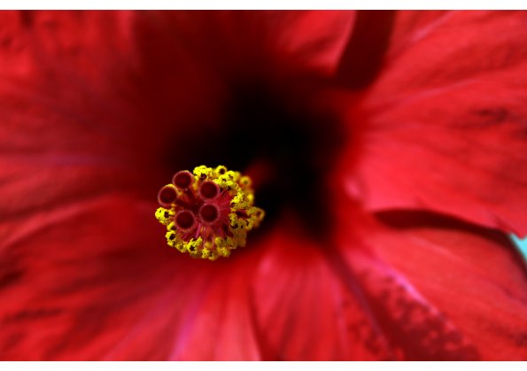Flora7