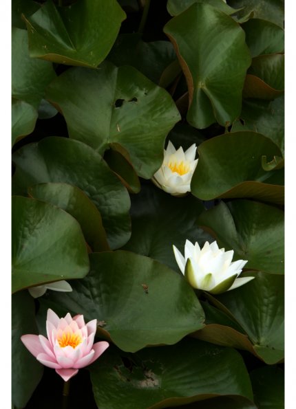 Flora