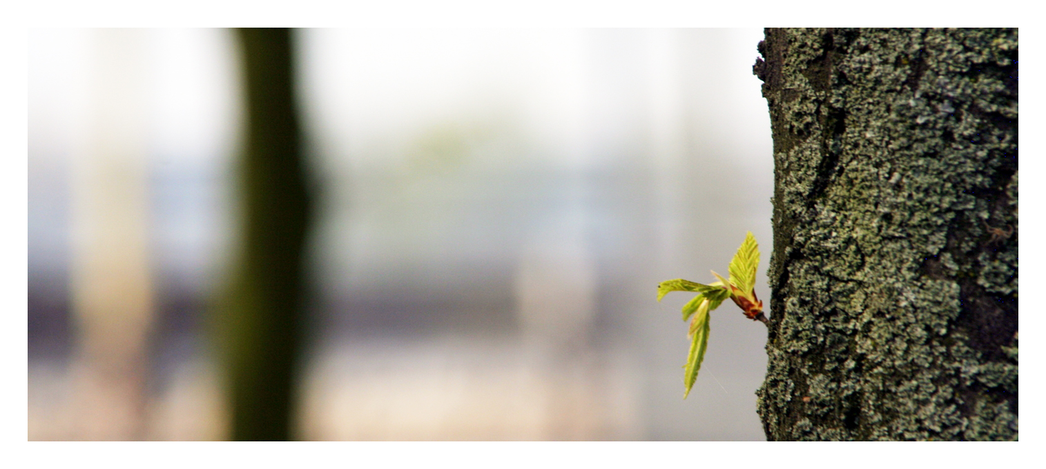 Baum2
