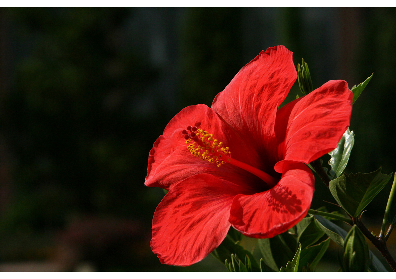 Blume