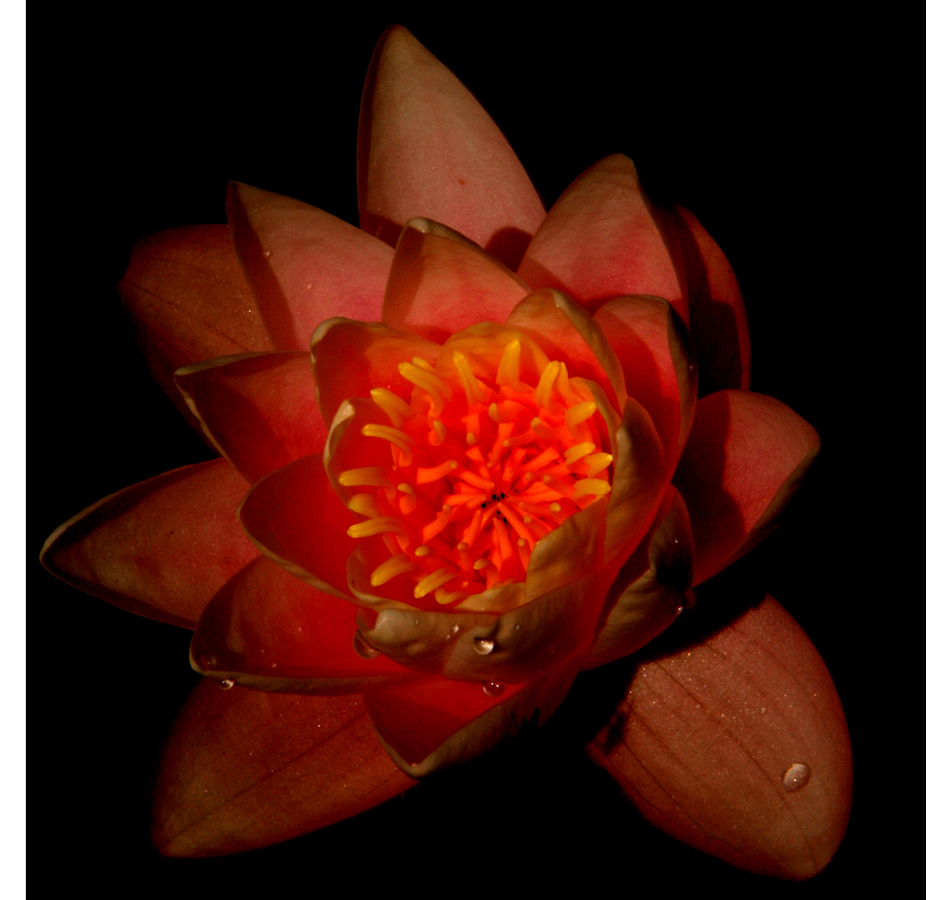 Flora2