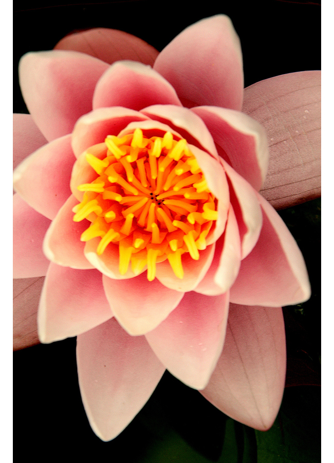 Flora4
